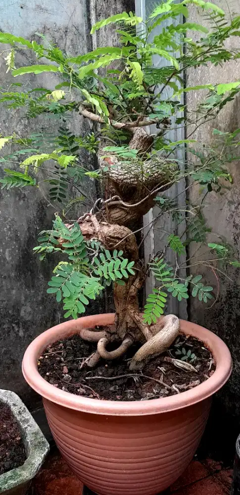 Jual bonsai asem jawa
