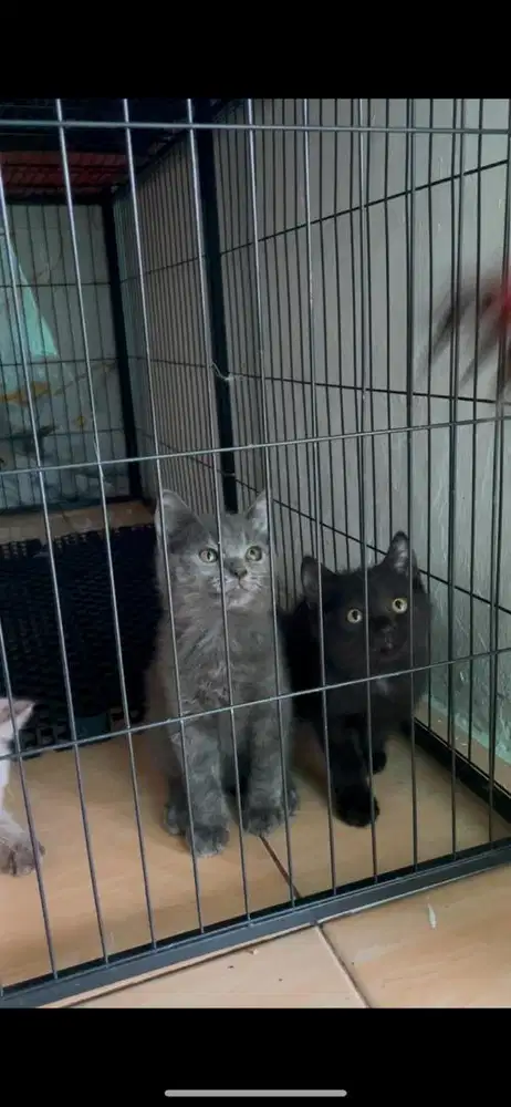 Kucing British shorthair Abu dan Hitam