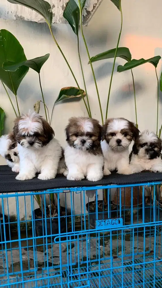 surabaya Anjing shihtzu shih tzu shitzu shitsu sitzhu