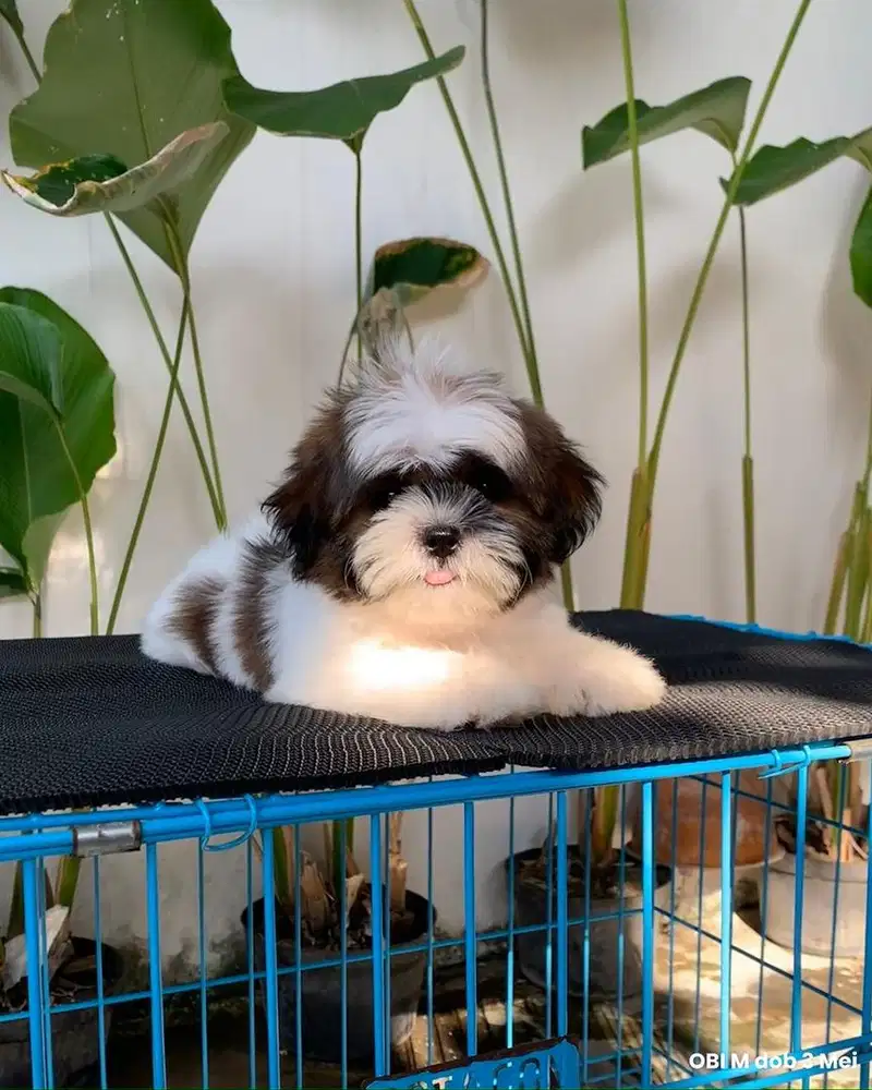 surabaya Anjing shihtzu shih tzu shitzu shitsu sitzhu