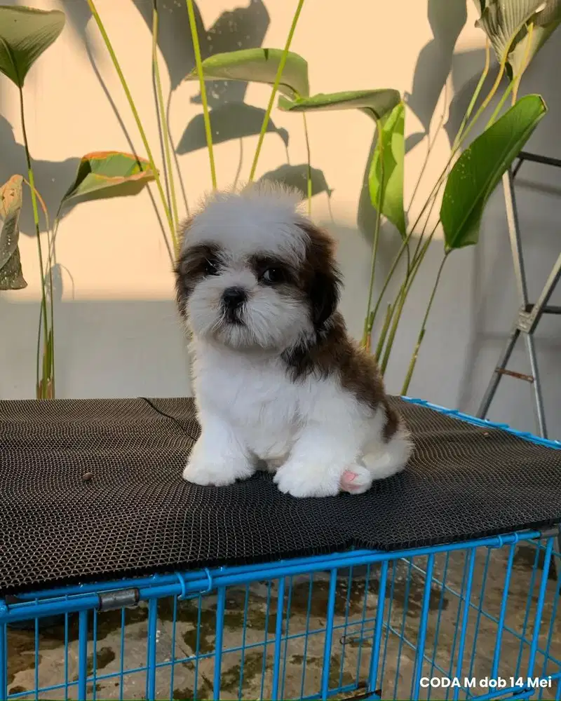 surabaya Anjing shihtzu shih tzu shitzu shitsu sitzhu