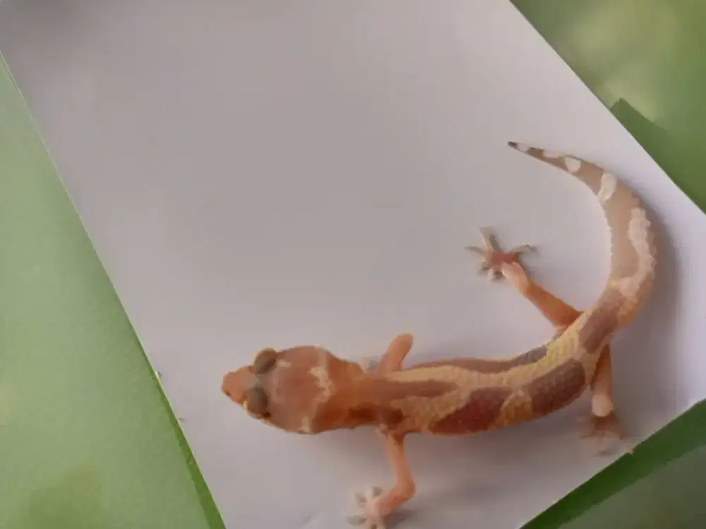 Leopard gecko keren banget