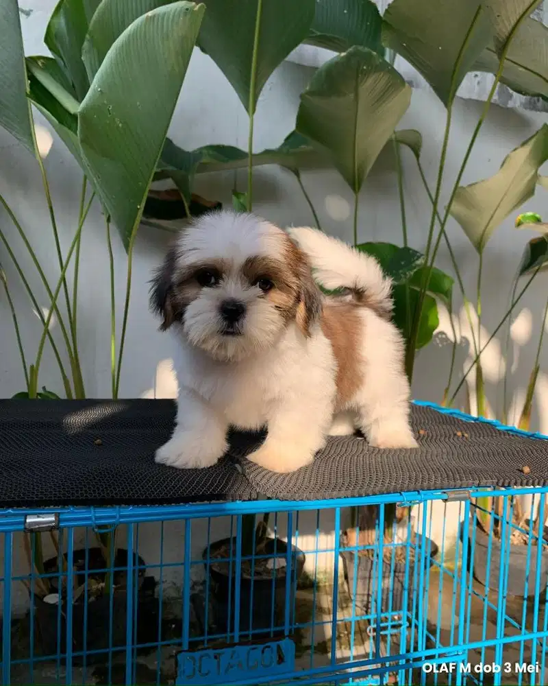 surabaya Anjing shihtzu shih tzu shitzu shitsu sitzhu