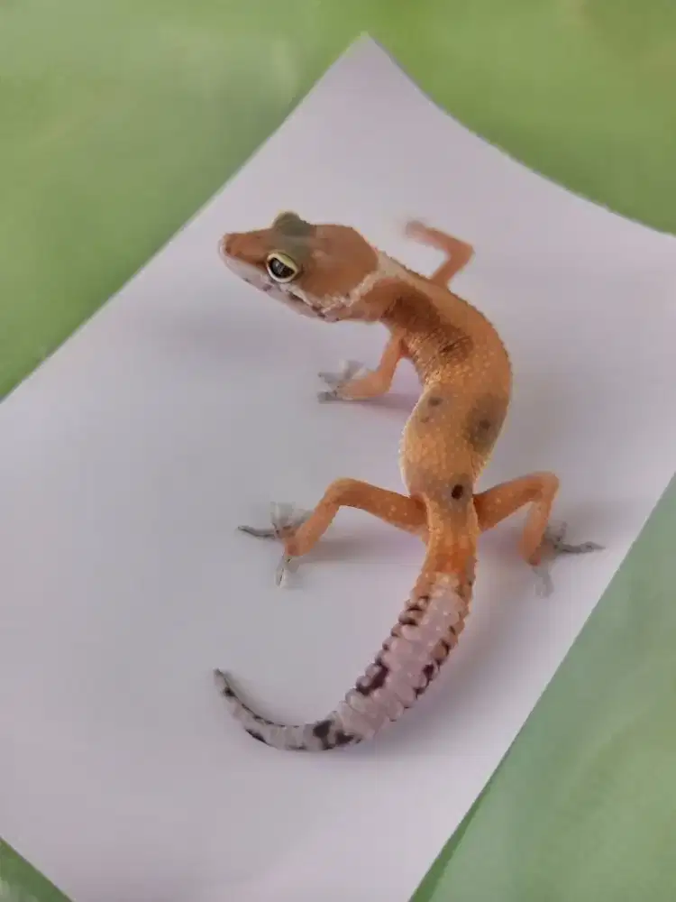 Leopard Gecko Jakarta Timur