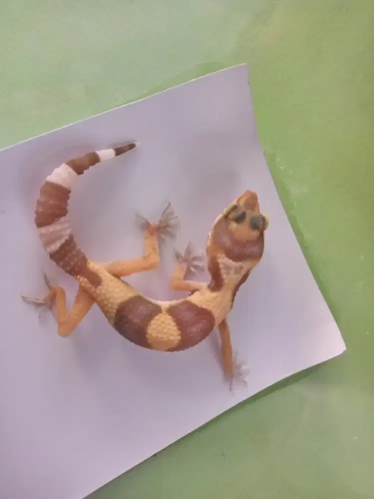 Leopard Gecko unik dan keren