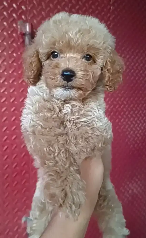 Toy Poodle Jantan Aprikot