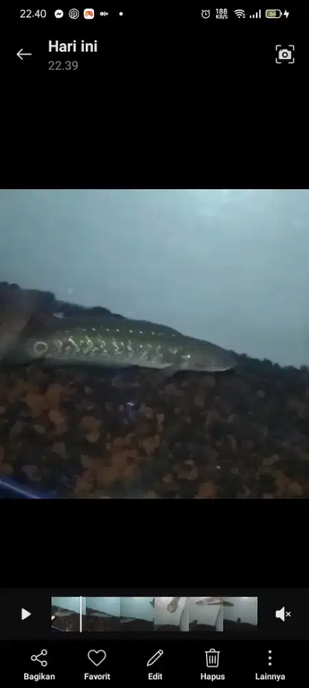 chana kalimaya size 17 cm sepair tuker aquarium aja ni