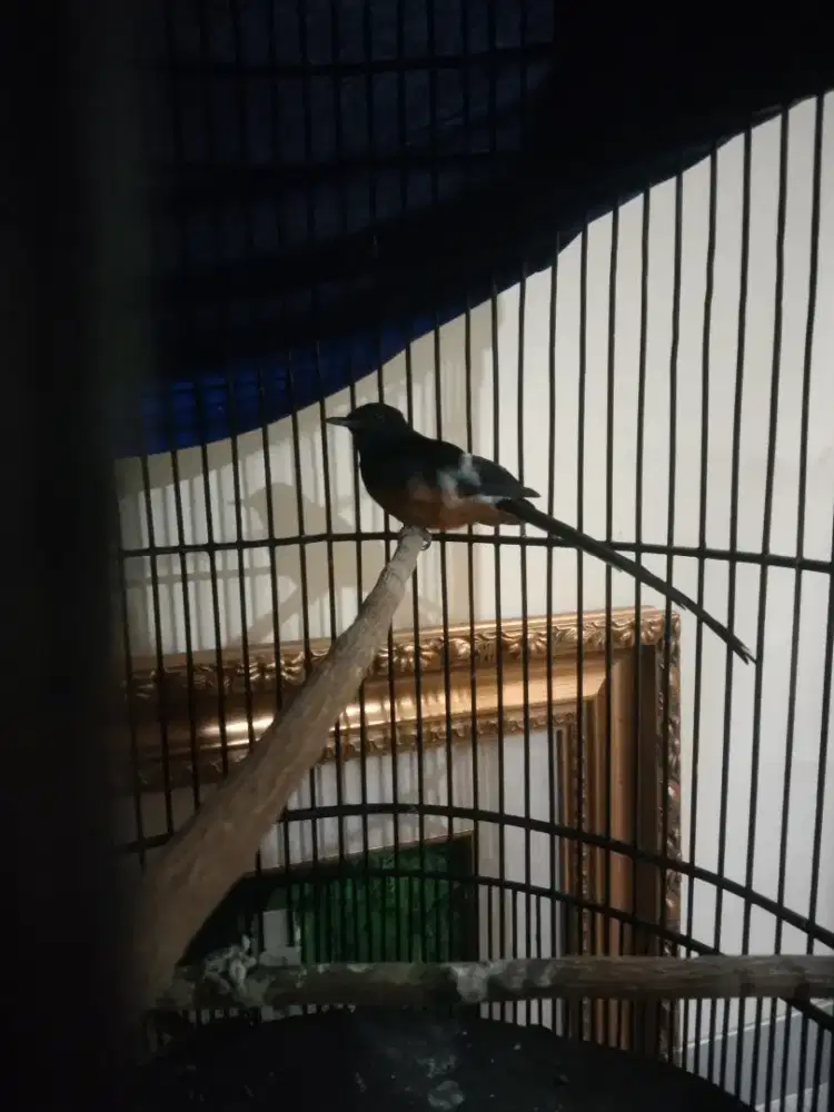 burung murai batu