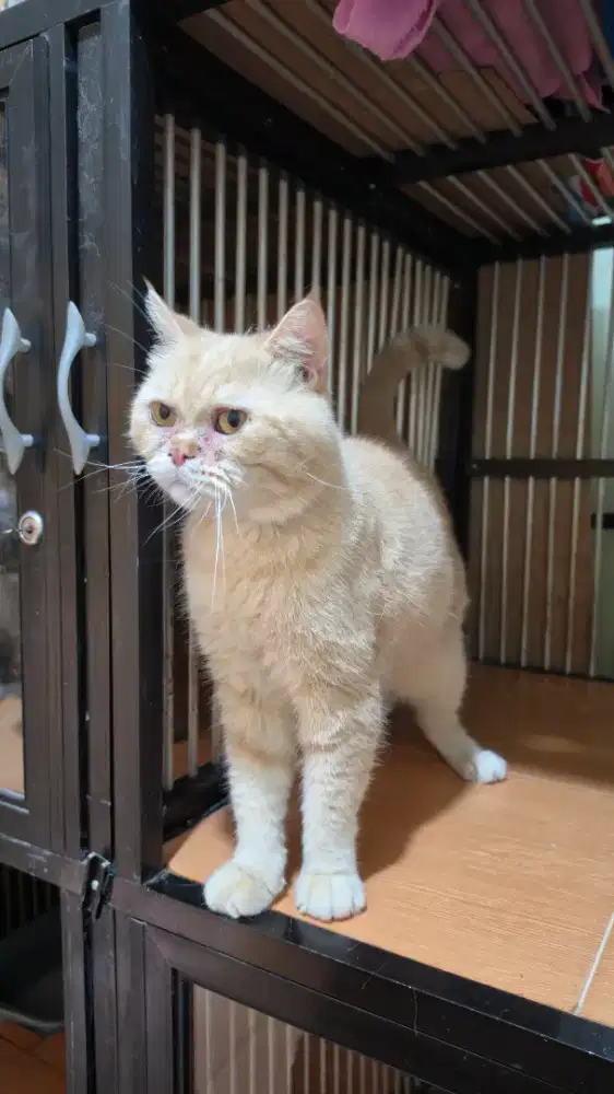 Lepas adopt kucing