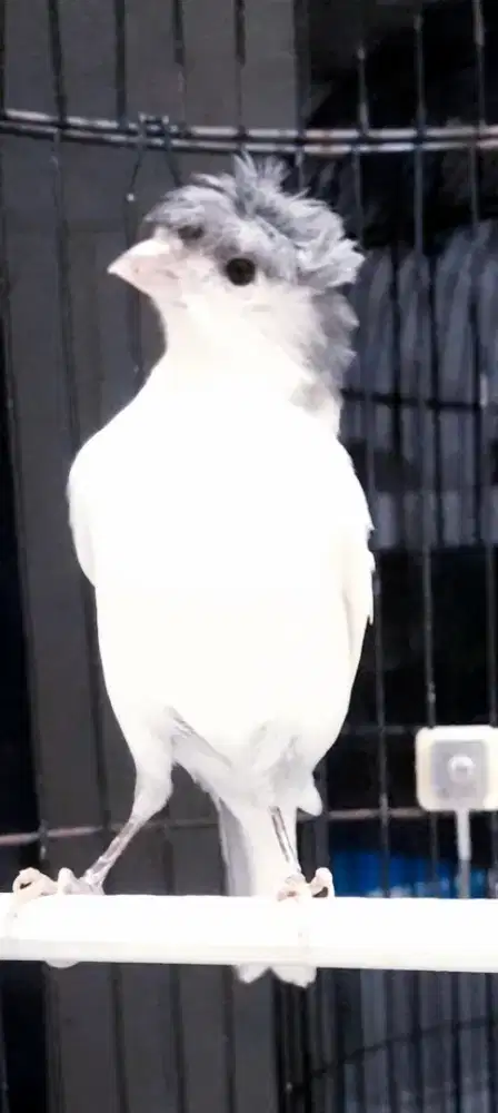 BURUNG KENARI ZAMBUL GACOR ISIAN  GAYA KEPALA SAMBIL MAIN