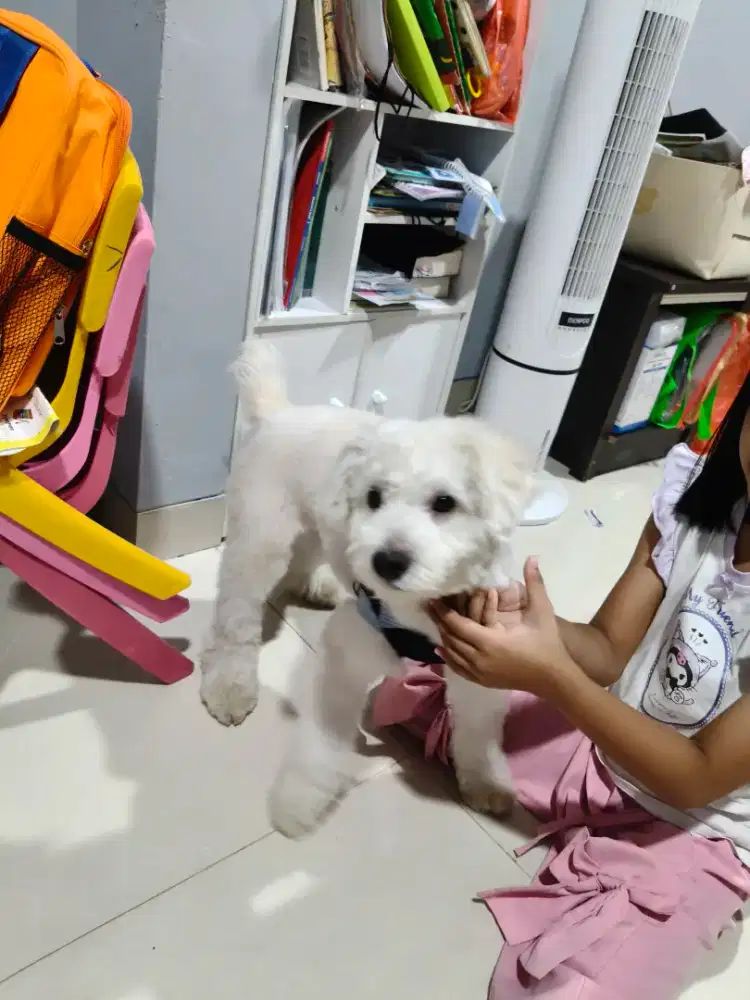 Open Adopt Doggy