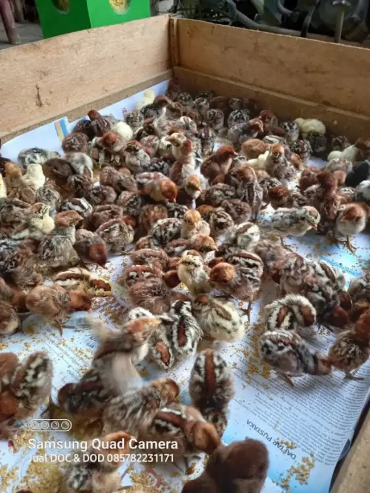 DoC Ayam Arab Murah