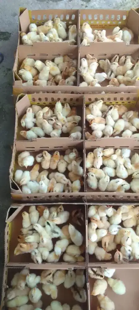 DOC Ayam ELBA murah
