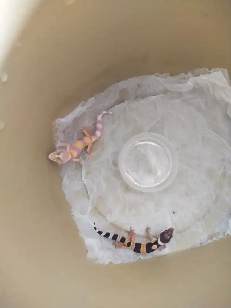 Baby Leopard gecko