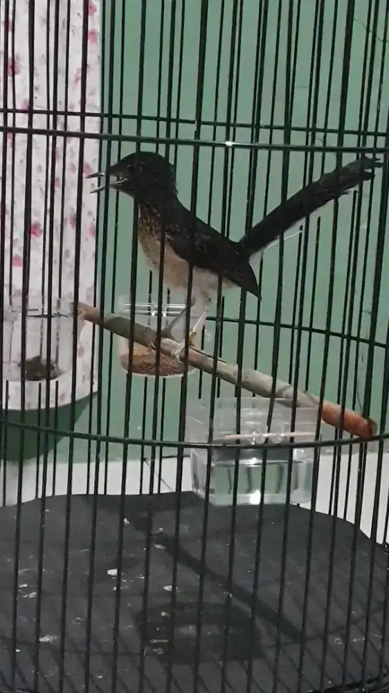 Murai Trotol Ekor Panjang