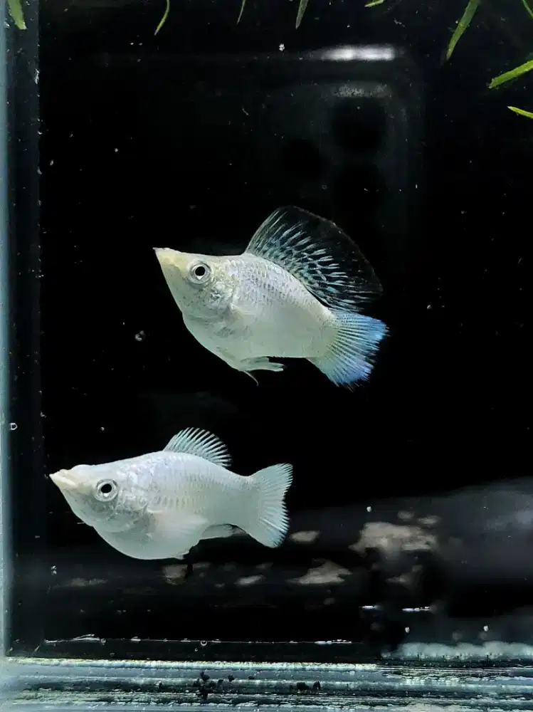 Molly Platinum Berkualitas