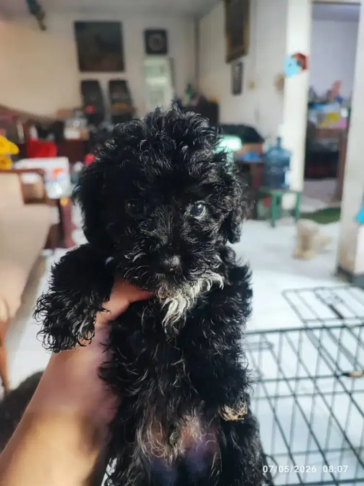 Black w/ white marking tiny poodle