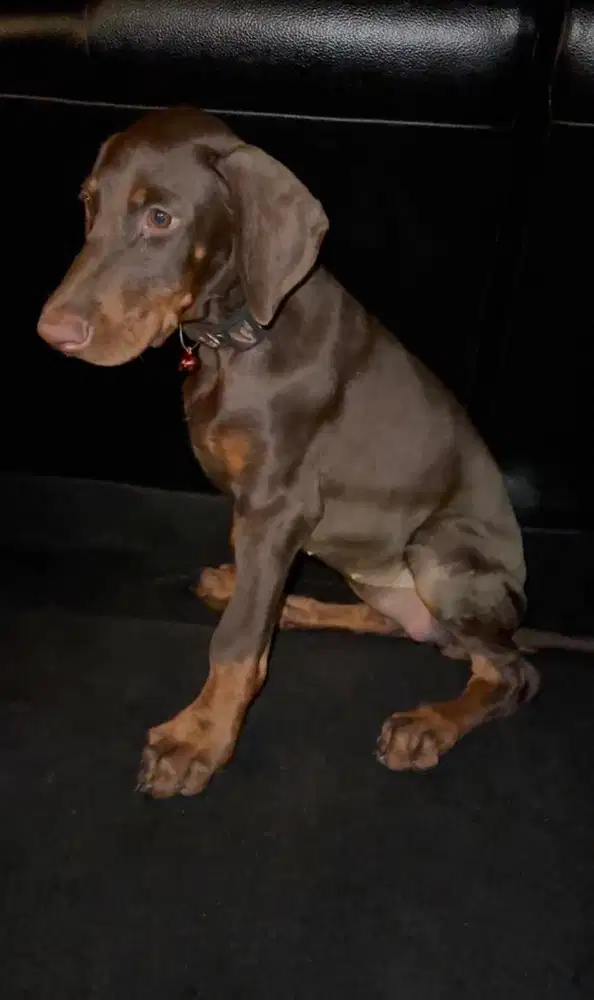 Anjing Doberman
