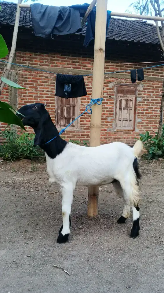 calonan induk kambing jawa randu