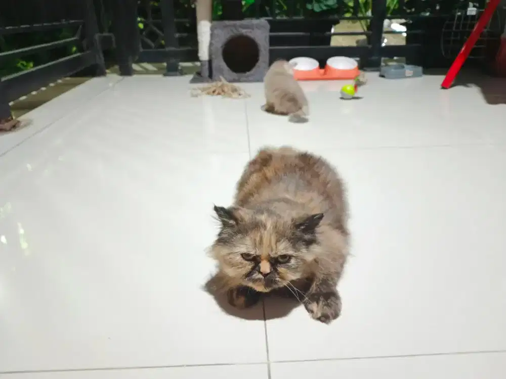 Kucing Persia Peaknose Tortie Coklat Betina Face Unik