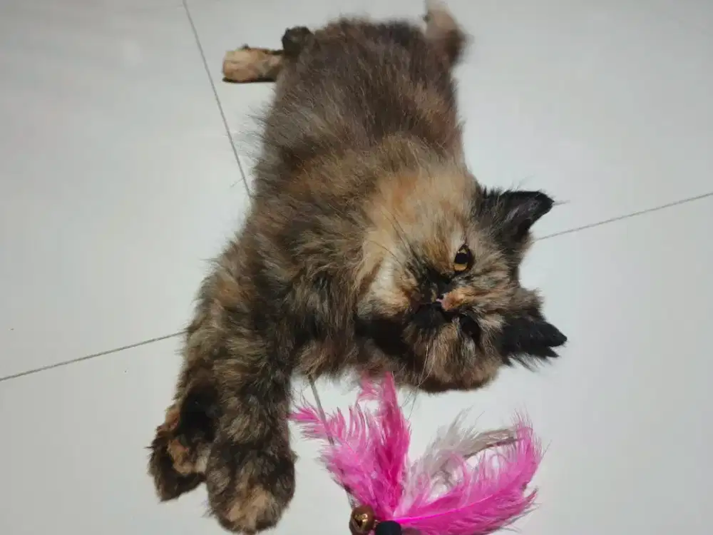 Kucing Persia Flatnose/Peaknose Tortie Coklat Betina Face Unik