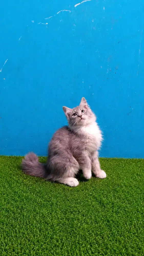 Kucing Persia kitten betina