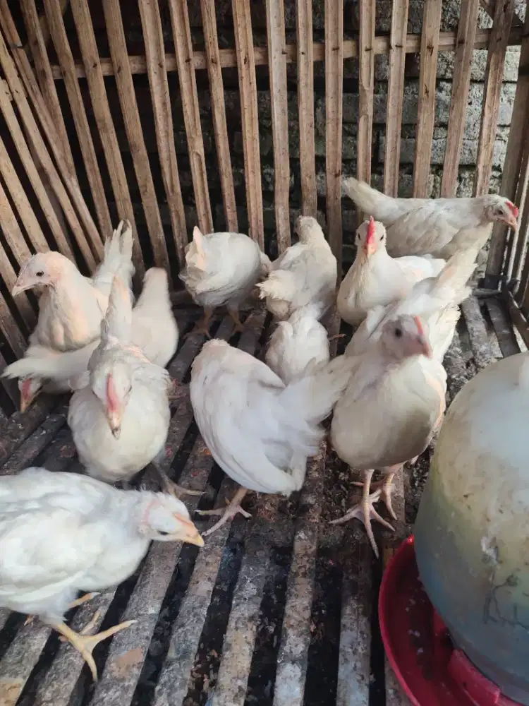 Ayam import white leghorn
