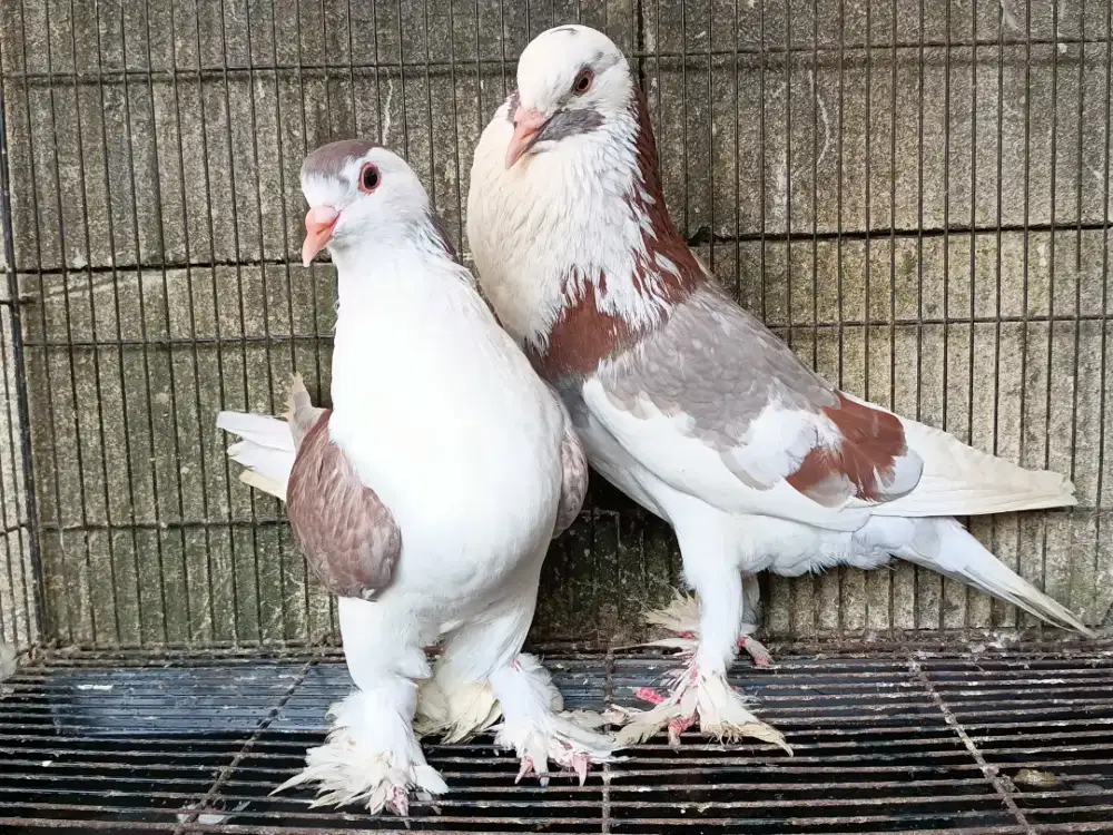 Merpati hias gondok x Lahore