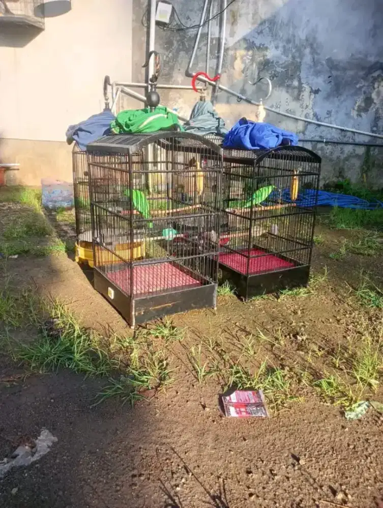 Cckjo bnyuwngi ada 2 ekor pilih aja