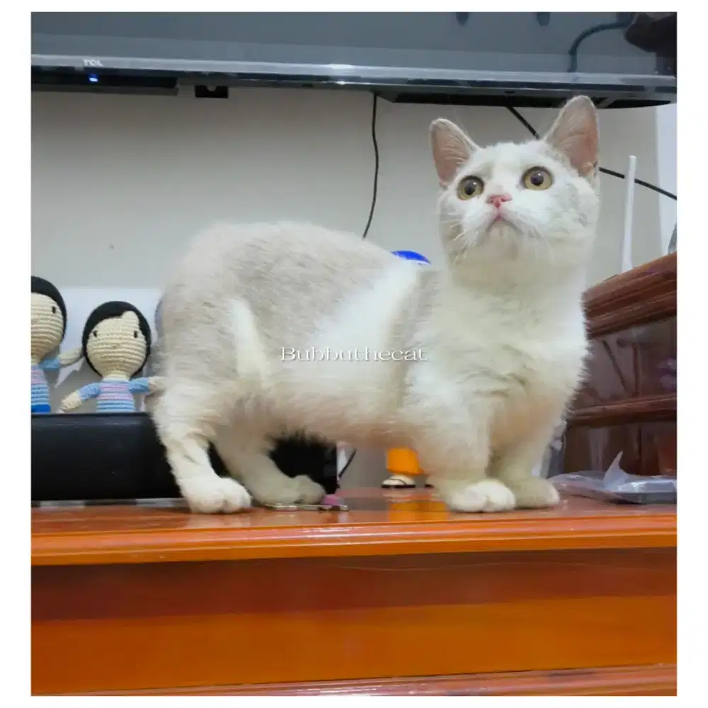 Munchkin bicolor lillac betina