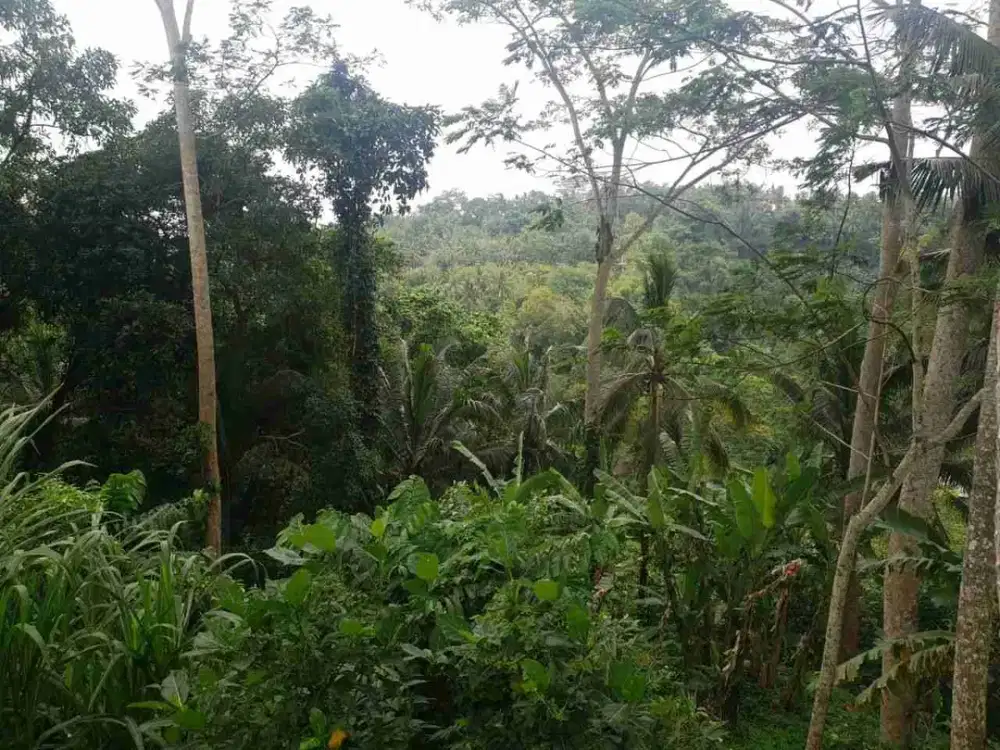 Tanah Komersial Los Sungai Ayung Dekat Mandapa Ubud - Thumbnail 8