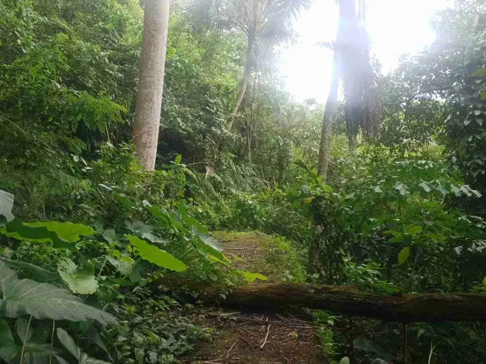 Tanah Komersial Los Sungai Ayung Dekat Mandapa Ubud - Thumbnail 10