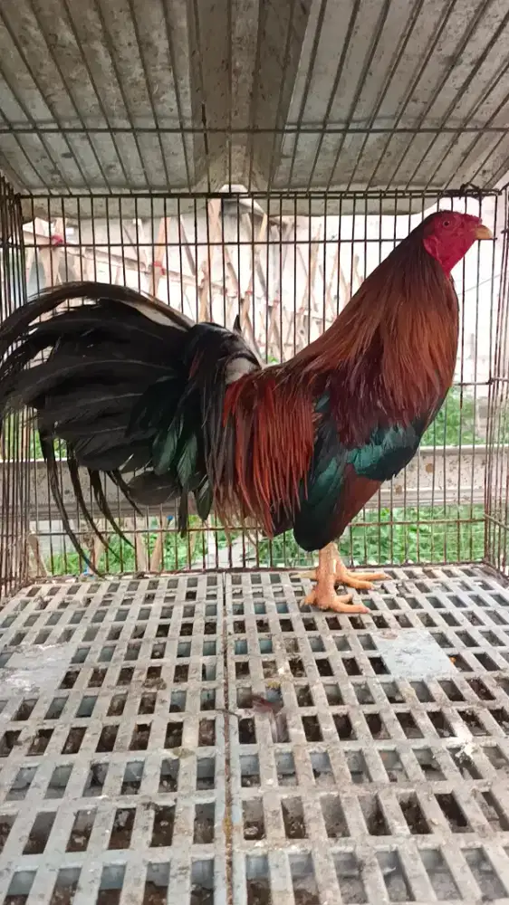 Ayam pilipine x ayam hutan