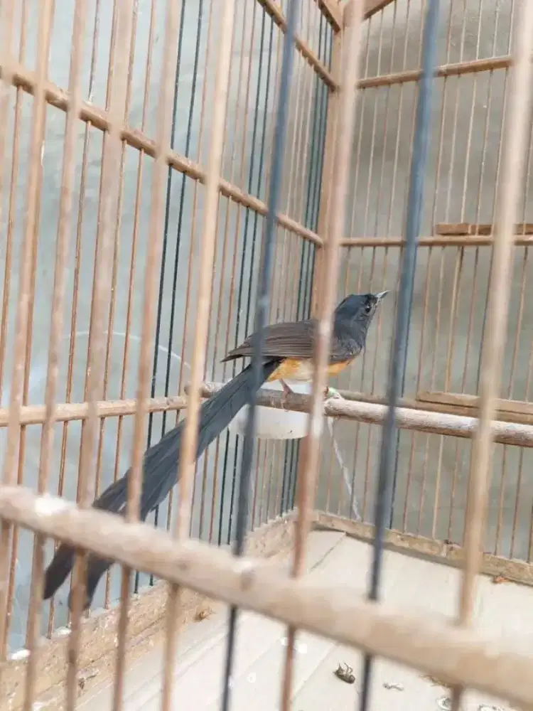 Murai betina ekor 17,5cm