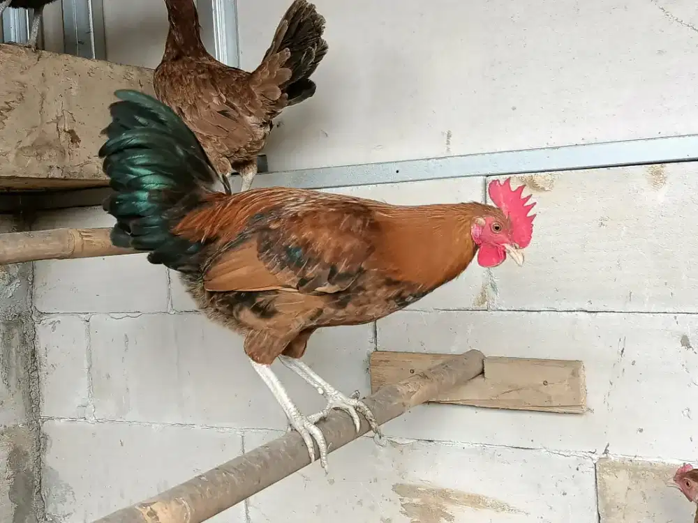 Ayam jantan Elba