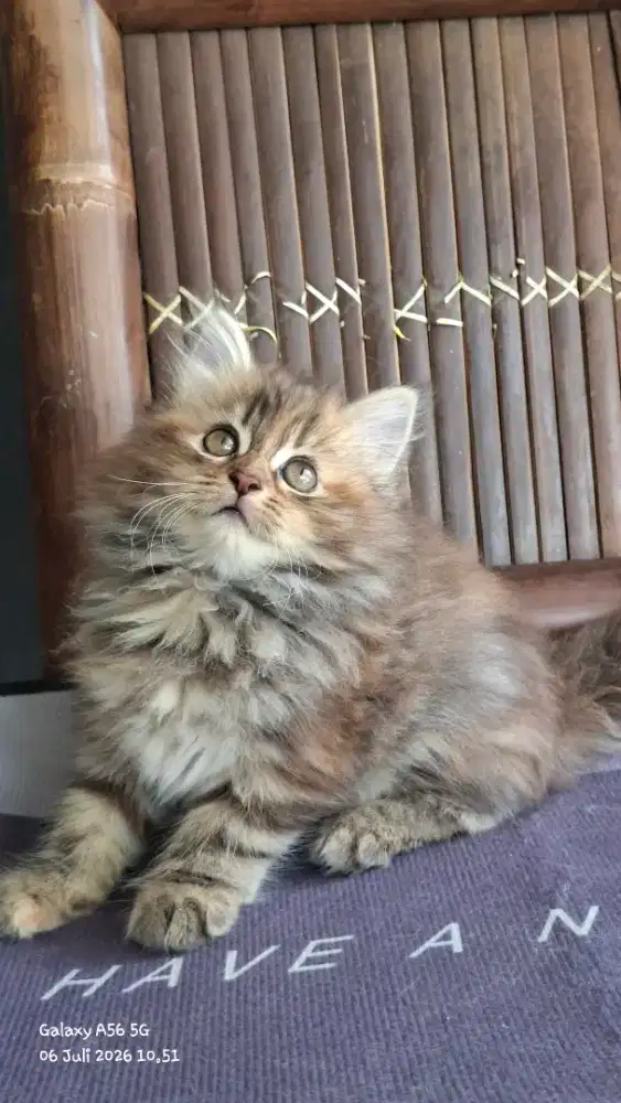 Anak kucing anggora/kitten persial  betina/kucing  persia  jantan