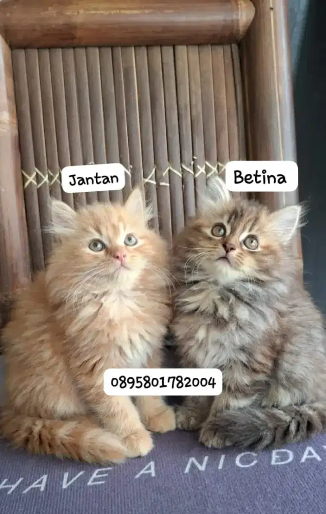 kucing anggora/ kitten betina/kucing persia jantan