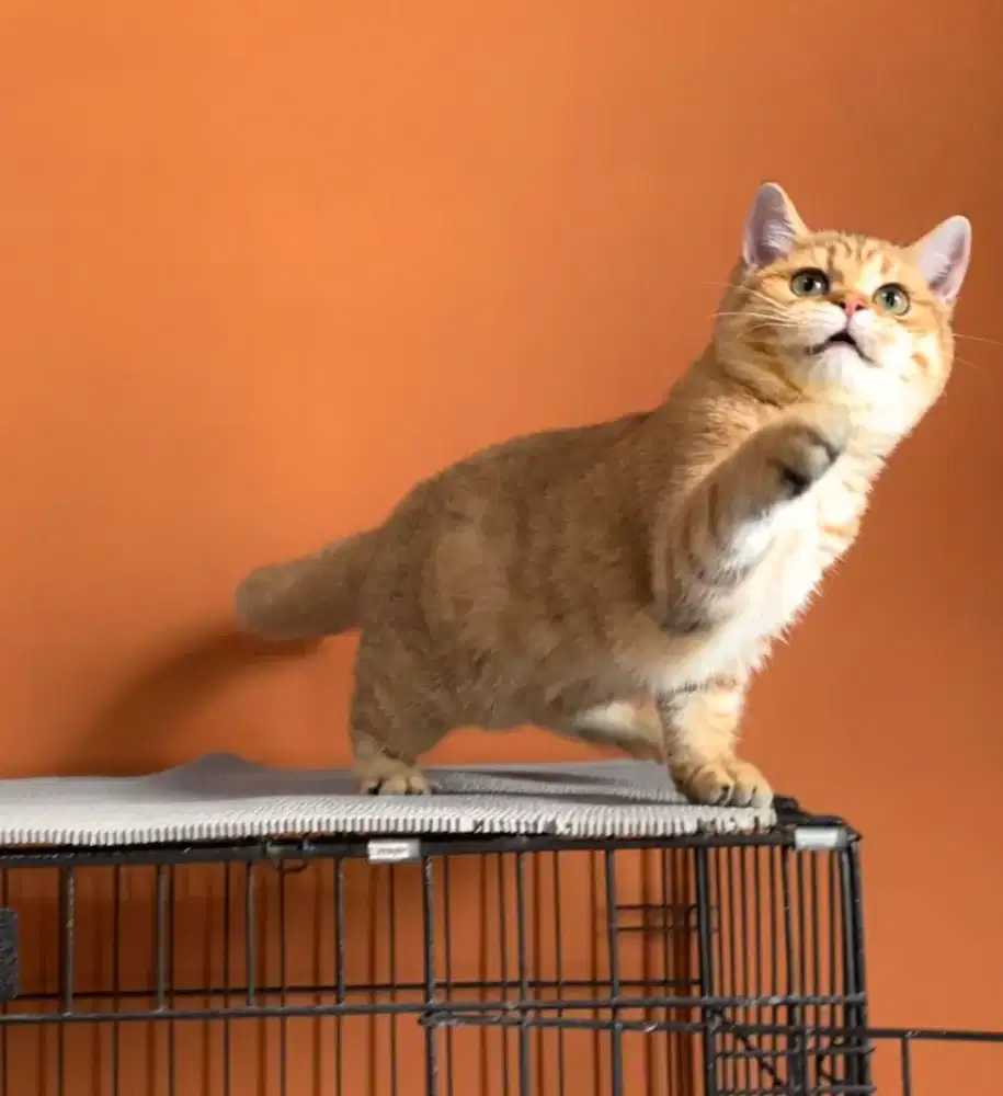 BSH BRITISH SHORTHAIR GOLDEN