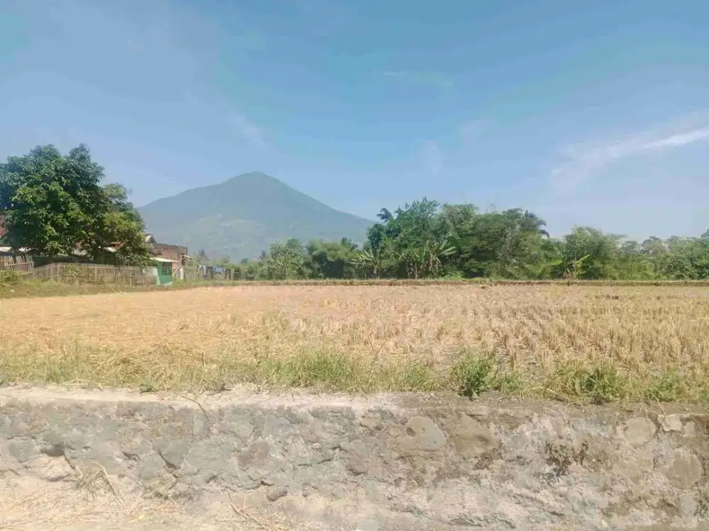 Tanah sawah