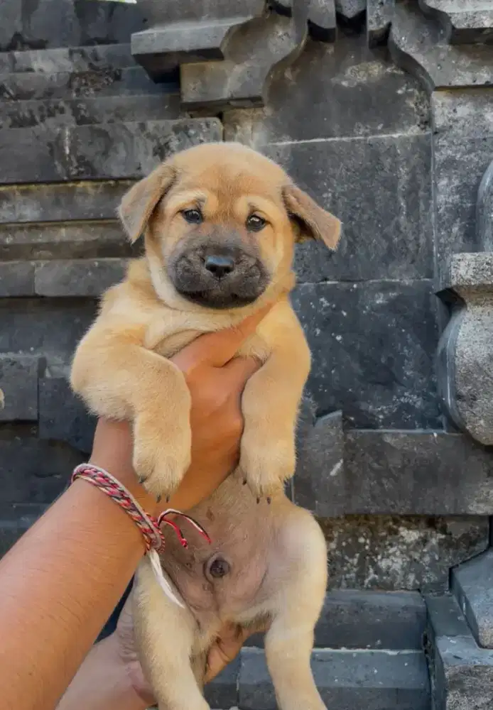 Anak anjing mix