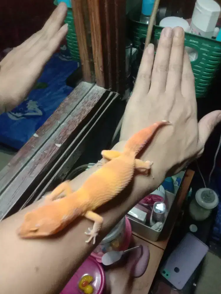 Gecko warna kuning cerah