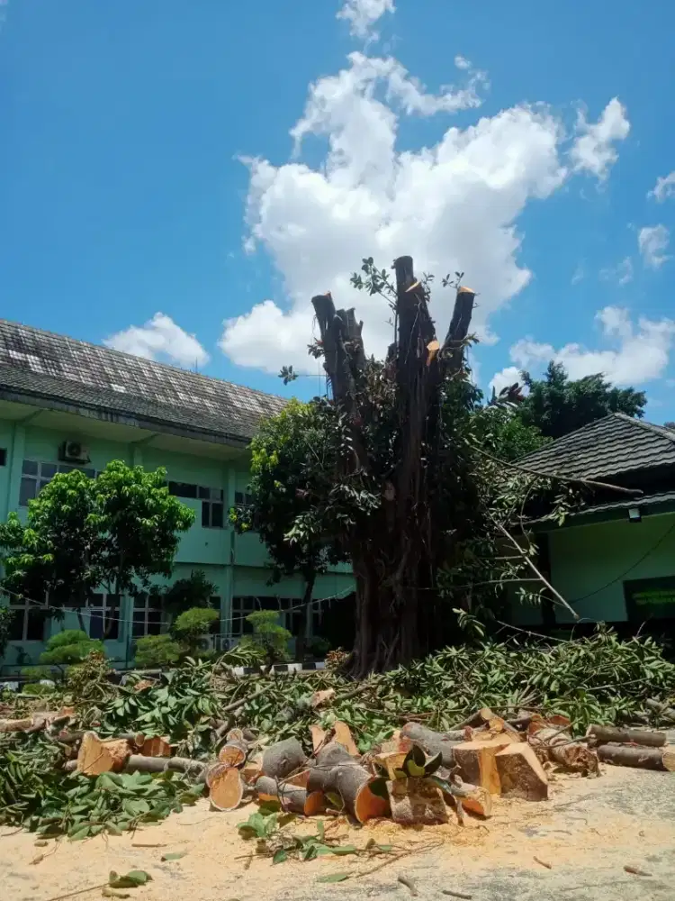 (Menerima Jasa Tebang Dan Pangkas Pohon di Pekarangan/tanah Pribadi)
