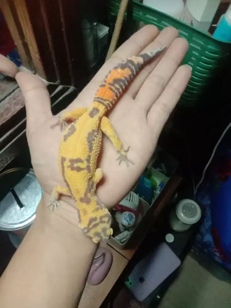Gecko warna kuning cerah