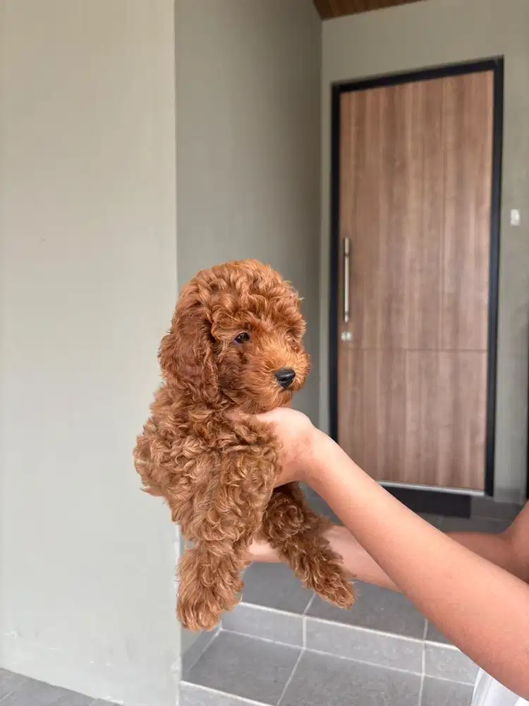 Anjing Red Toy Poodle Murah