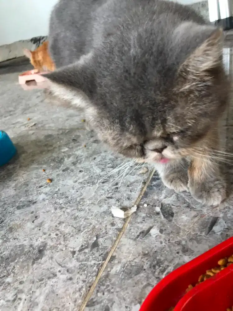 kucing pesek sehat