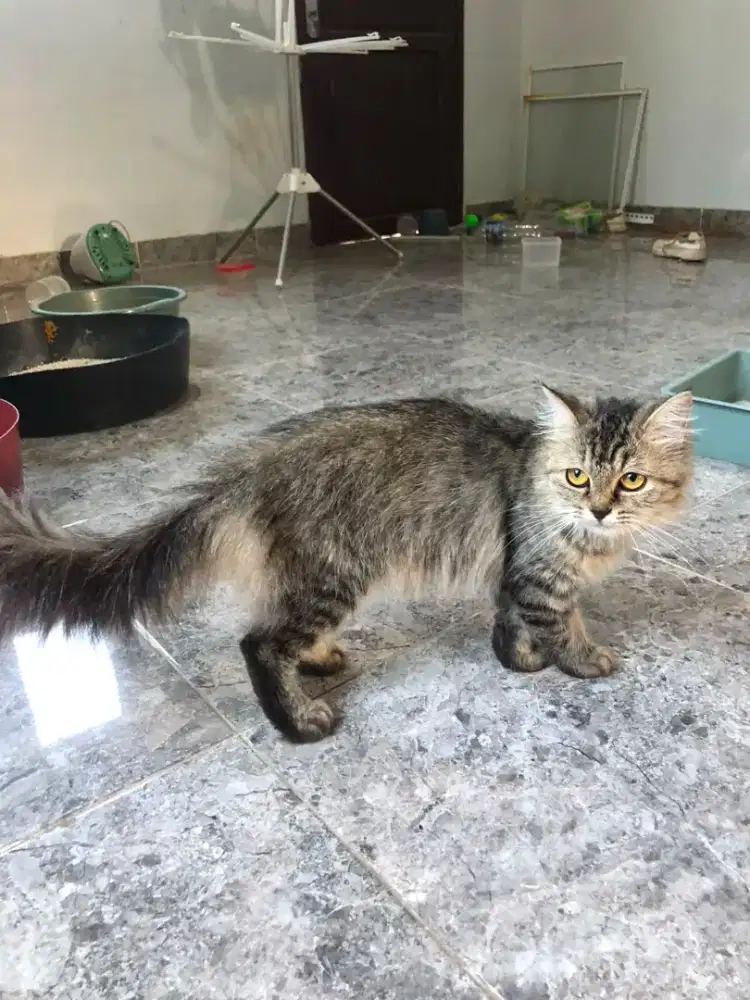 kucing persia..