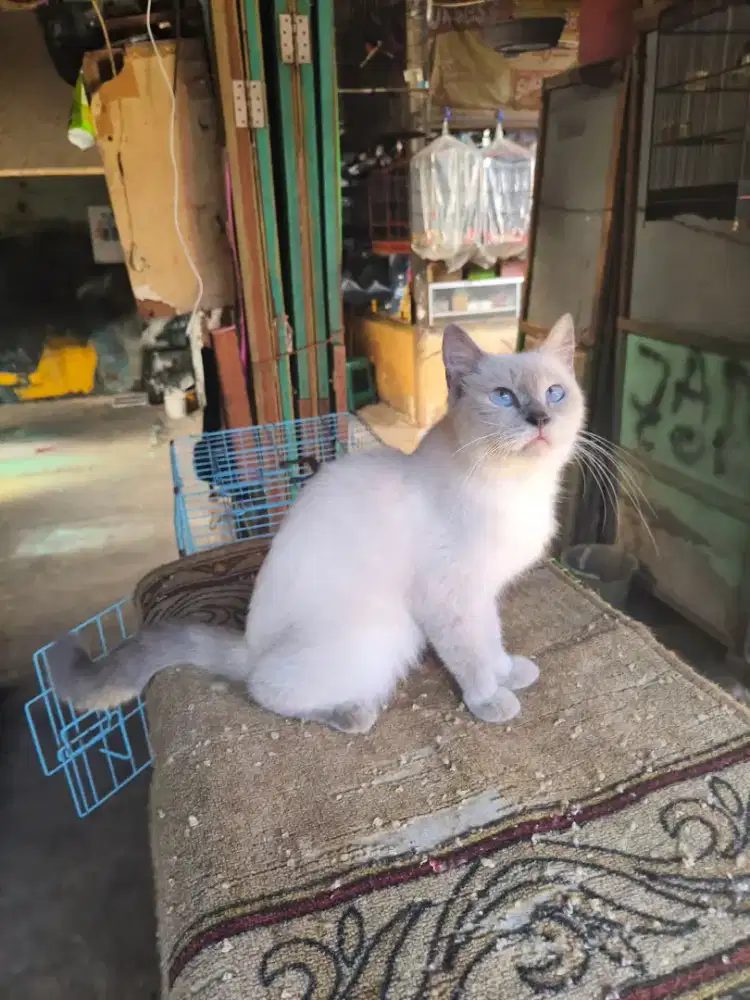 Kucing siam betina 7 bulan