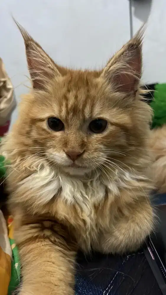 kucing ras menkun