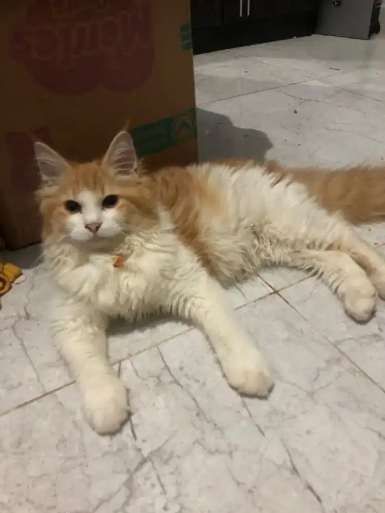 kucing menkun..