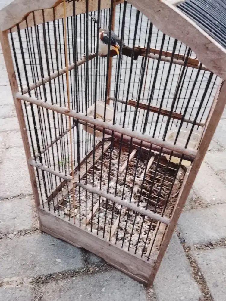 Jual burung cak kopi
